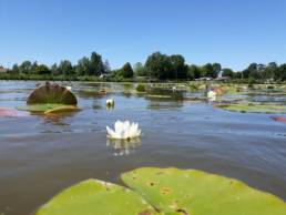 Aubigny au bac