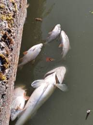 Poissons morts à la surface de l'a eau à cause d'une pollution