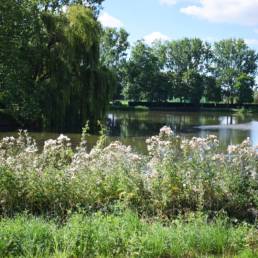 Etang de pêche communal d'Armentières dans le Nord