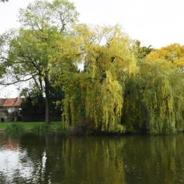 Etang de pêche du Parc de la Tour des Dames à Douai dans le Nord