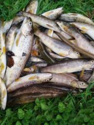 Poissons morts lutte braconnage