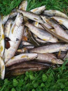 Poissons morts lutte braconnage