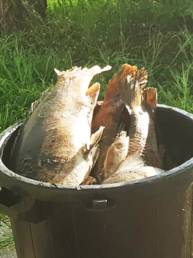 Poissons morts pollution braconnage