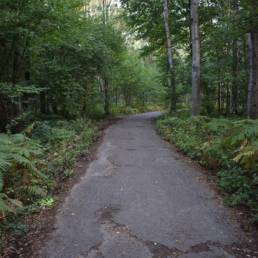 Forêt Mare à goriaux à Raismes dans le département du Nord