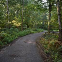 Forêt Mare à goriaux à Raismes dans le département du Nord