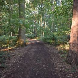 Forêt Mare à goriaux à Raismes dans le département du Nord