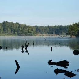 Mare à goriaux à Raismes dans le département du Nord