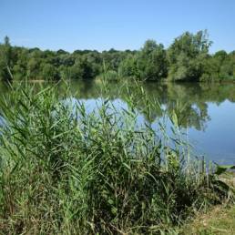 Etang de pêche de la Puchoie à Saint Amand les eaux dans le Nord