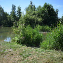 Etang de pêche de la Puchoie à Saint Amand les eaux dans le Nord
