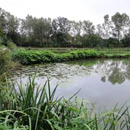 Etang de pêche du Parc Fortier à Saint Saulve dans le département du Nord