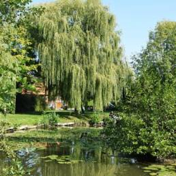 Etang de pêche fédéral d'Englefontaine