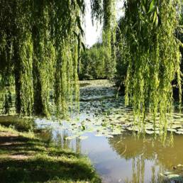 Etang de pêche fédéral d'Englefontaine