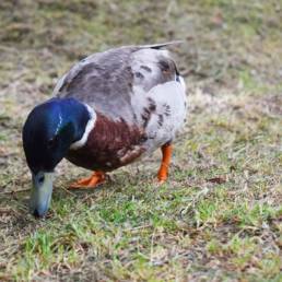 Canard Étang Michel Thierry de Poix-du-Nord