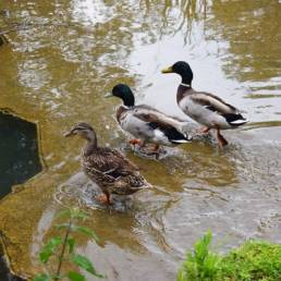 Canards Étang Michel Thierry de Poix-du-Nord