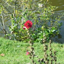 Etang communal de Preux au bois- flore