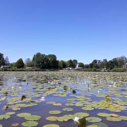 Etang fédéral d'Aubigny au bac Paillencourt dans le Nord
