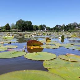 Etang fédéral d'Aubigny au bac Paillencourt dans le Nord