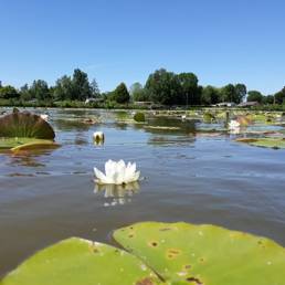 Etang fédéral d'Aubigny au bac Paillencourt dans le Nord