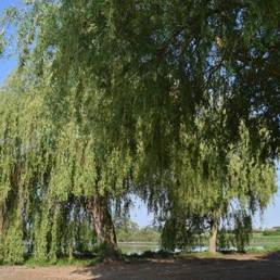 Etang fédéral d'Aubigny au bac Paillencourt dans le Nord