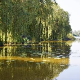 Etang fédéral d'Aubigny au bac Paillencourt dans le Nord