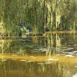 Etang fédéral d'Aubigny au bac Paillencourt dans le Nord