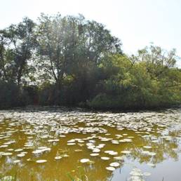 Etang fédéral d'Aubigny au bac Paillencourt dans le Nord