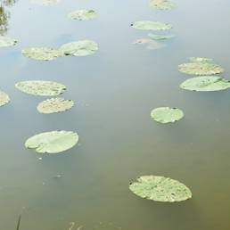 Etang fédéral d'Aubigny au bac Paillencourt dans le Nord