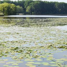 Etang fédéral d'Aubigny au bac Paillencourt dans le Nord