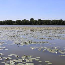 Etang fédéral d'Aubigny au bac Paillencourt dans le Nord