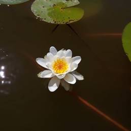 Etang fédéral d'Aubigny au bac Paillencourt dans le Nord