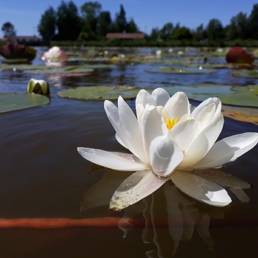 Etang fédéral d'Aubigny au bac Paillencourt dans le Nord