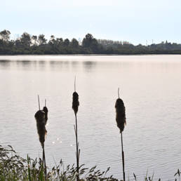 Marais de Brunémont étang fédéral dans le Nord