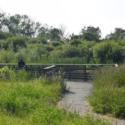 Marais de Brunémont étang fédéral dans le Nord