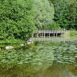 Marais de Brunémont étang fédéral dans le Nord