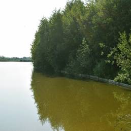 Marais de Brunémont étang fédéral dans le Nord