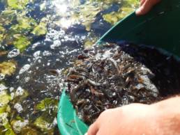 Alevinage de Black Bass