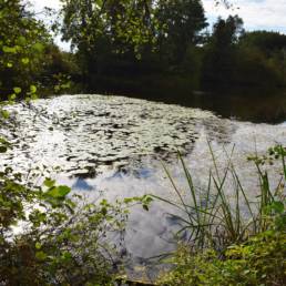 Etang fédéral de la gare d'eau de Vieux Condé dans le Nord
