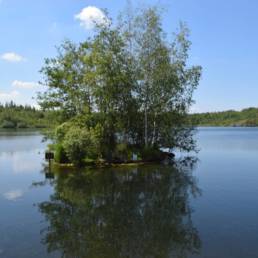 Etang des Argales à Rieulay dans le Nord