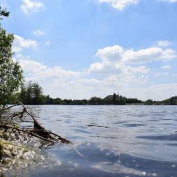 Etang des Argales à Rieulay dans le Nord