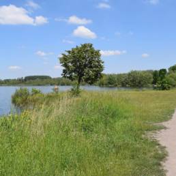 Etang des Argales à Rieulay dans le Nord