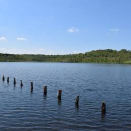 Etang des Argales à Rieulay dans le Nord