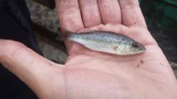 Black Bass