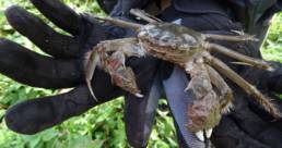 crabe chinois couv