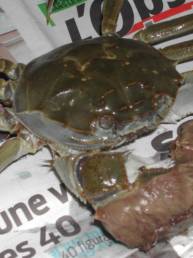 crabe2