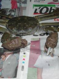 crabe4