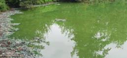 Cyano 3