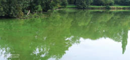 Cyano 1