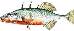 EPINOCHE