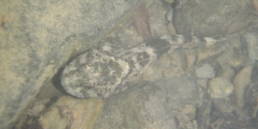chabot 2