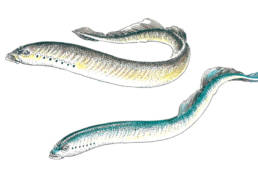 lamproies